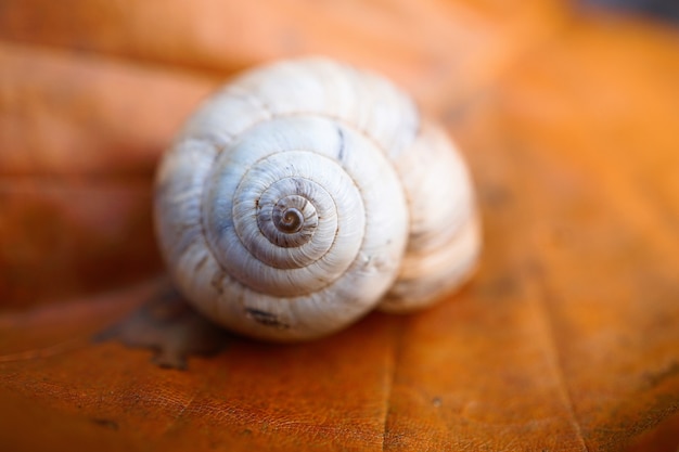 pequeno caracol no jardim