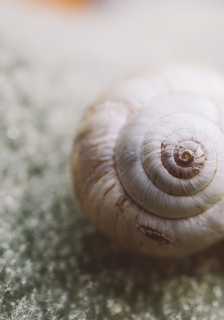 pequeno caracol no jardim