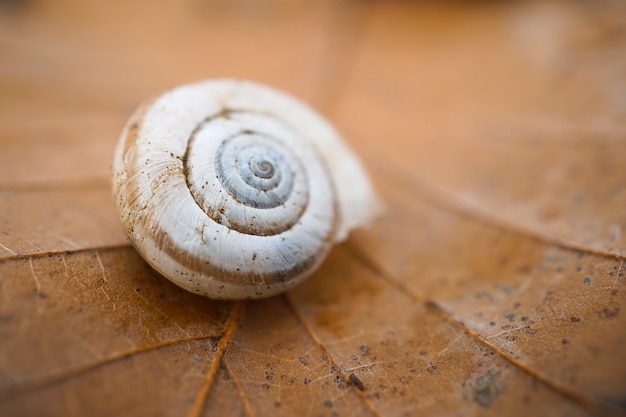 pequeno caracol no jardim