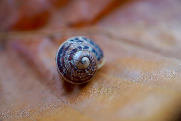 Pequeno caracol no jardim