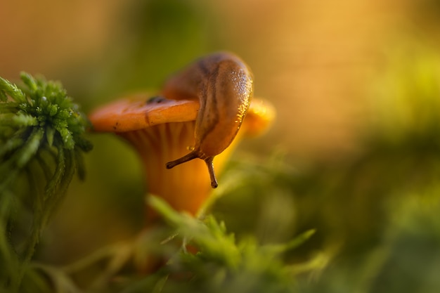 Pequeño caracol en la parte superior del hongo