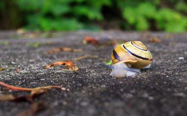 Pequeño caracol en una piedra