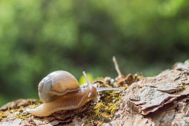 Pequeño caracol en la rama de un árbol bajo el sol Caracol en colores marrones sobre fondo verde borroso Foto conceptual de primavera soleada