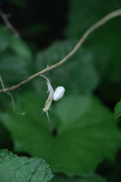 Pequeño caracol en la rama