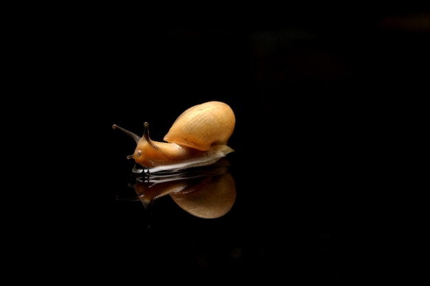 pequeño caracol con reflejo de vidrio