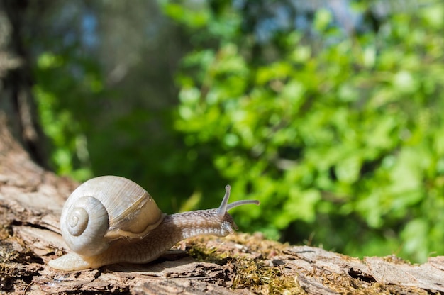 Pequeno caracol selvagem fechado na floresta verde com fundo desfocado natureza da primavera