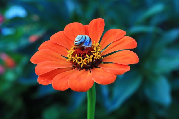 Un pequeño caracol se sienta en el centro de un color naranja brillante. El verano