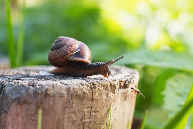 Pequeño caracol en tocón arrastrándose lento en el día de verano