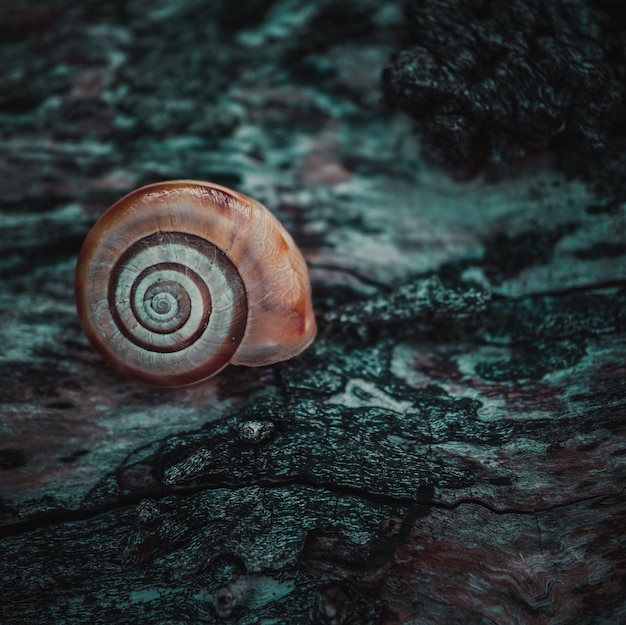 Pequeño caracol en el tronco en la naturaleza en temporada de otoño