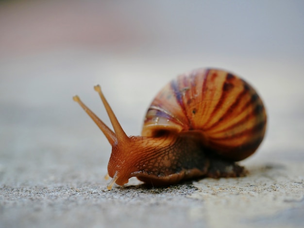 Pequeño caracol