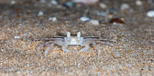 pequeno caranguejo na praia