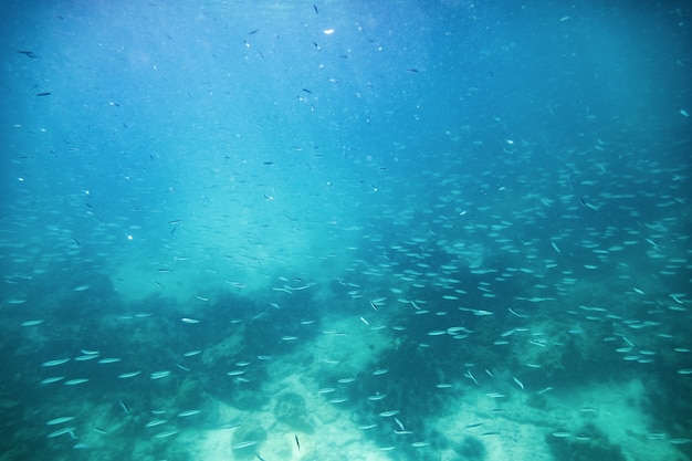 Pequeno cardume no oceano azul esmeralda andaman