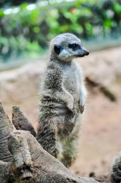 Pequeno Carnívoro Mamífero Animal Suricata