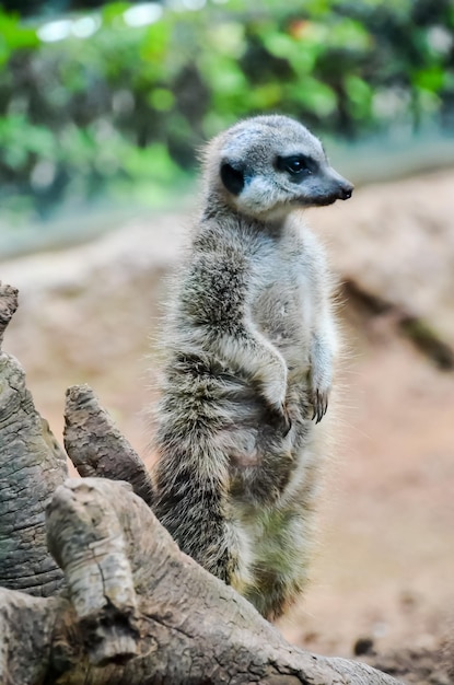 Pequeno Carnívoro Mamífero Animal Suricata