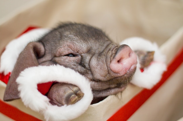 Pequeño cerdito de santa en caja de regalo presente. Tarjeta de navidad y año nuevo.