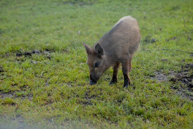 Pequeño cerdo salvaje contentado pastando en la hierba