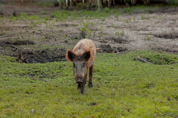 Pequeño cerdo salvaje felizmente pastando en la hierba.