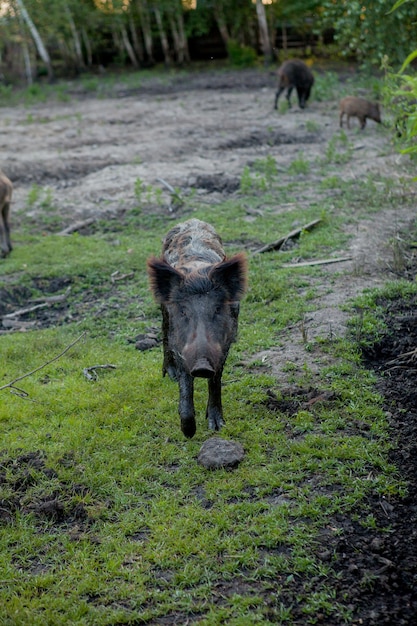 Pequeño cerdo salvaje felizmente pastando en la hierba.