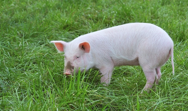 Un pequeño cerdo sobre una hierba verde.