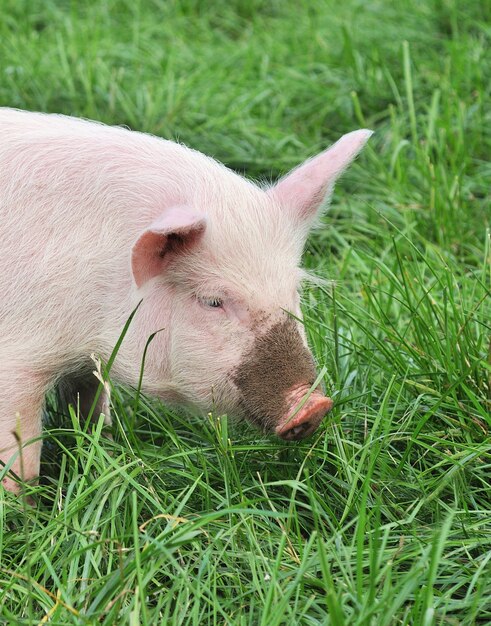 Pequeño cerdo sobre hierba