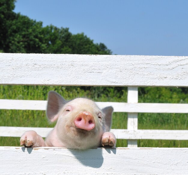 Pequeño cerdo