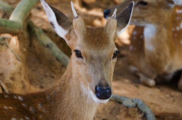 Pequeno cervo no zoológico, closeup