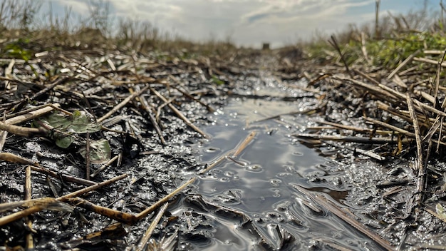 Foto un pequeño charco después de la lluvia en el campo.