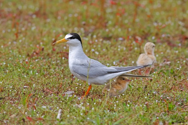 Pequeño charrán de Sternula albifrons Dos pájaros de bebé