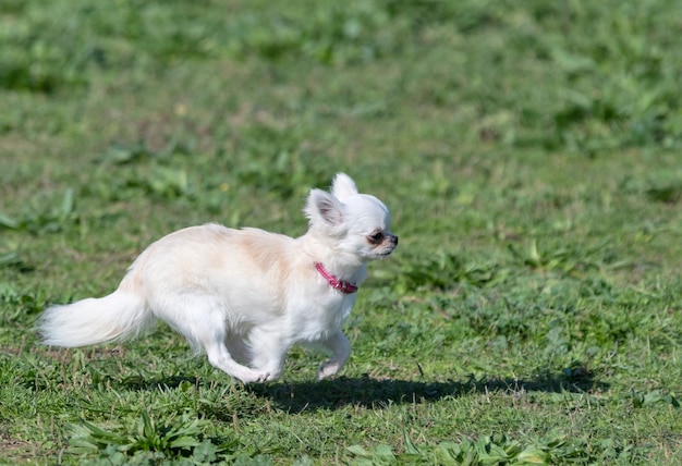 Pequeno chihuahua branco correndo na natureza