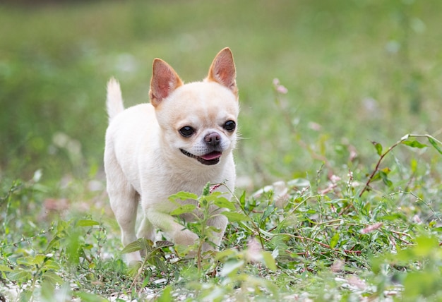 Pequeno chihuahua caminhando livremente na natureza