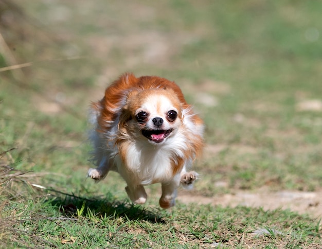 Pequeño chihuahua corriendo en la naturaleza