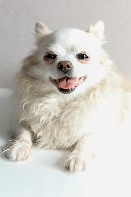 Pequeno chihuahua de cabelo comprido descansando em casa