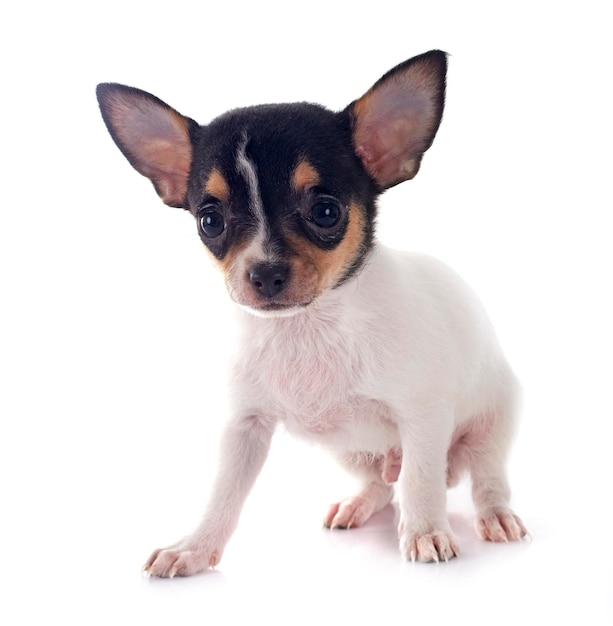 pequeño chihuahua delante de un fondo blanco