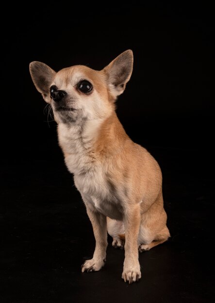 Foto pequeño chihuahua delante de superficie negra