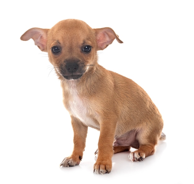 Pequeno chihuahua em frente a uma parede branca