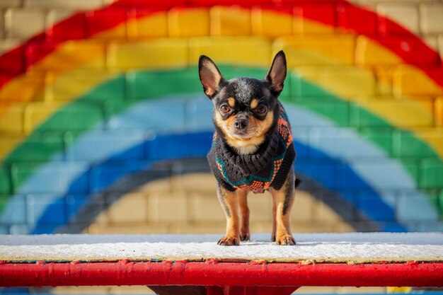 Pequeno chihuahua no parque. pet com roupas. camisola cão chihuahua rua cão preto. dog snow