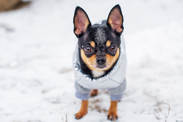 Pequeño chihuahua en el parque. El perro camina en un clima nevado. Chihuahua lleva un chaleco gris. mascota