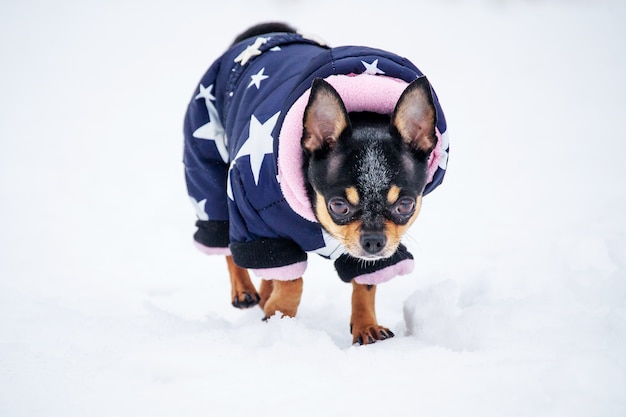 Pequeño chihuahua en el parque. El perro camina en un clima nevado. Chihuahua lleva ropa azul. mascota