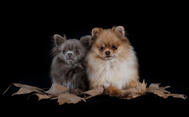 Pequeño chihuahua y spitz delante de un fondo blanco