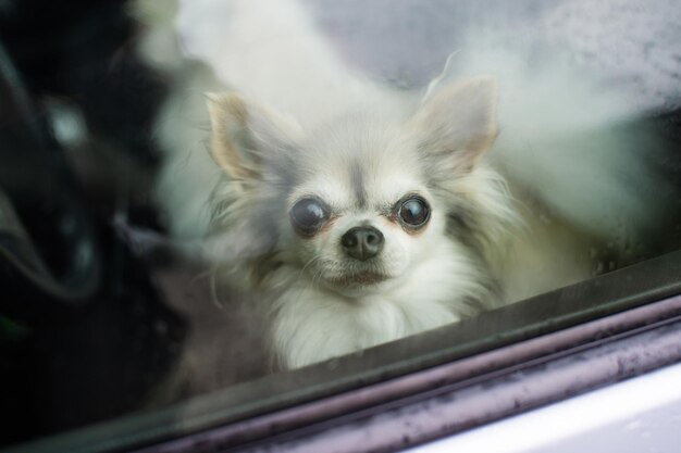 Un pequeño chihuahua viaja en un auto y mira por la ventana cerrada