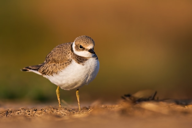 Pequeño chorlito anillado joven que se coloca en una tierra con el espacio de la copia.