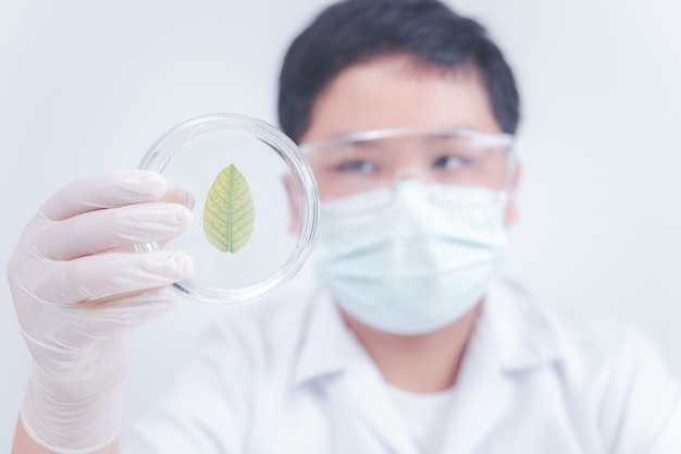 Pequeño científico estaba mirando la hoja en una placa de Petri en una sala de laboratorio, ciencia y estudio en concepto de escuela