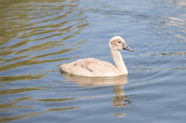 Foto pequeno cisne branco no lago