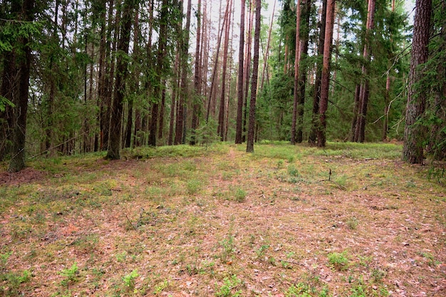 un pequeño claro en el bosque de pinos