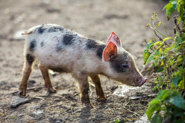 Pequeño cochinillo rosado y negro sucio joven divertido del cerdo que se coloca al aire libre en corral soleado. Siembra, producción de alimentos naturales.