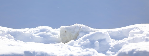 pequeno coelho branco engraçado na neve