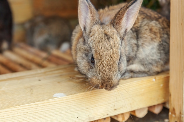 Pequeno coelho marrom de alimentação na fazenda de animais em coelho-hutch