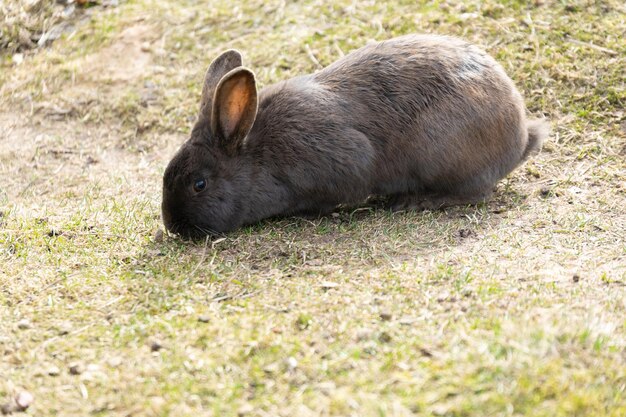 Foto pequeno coelho sentado em cima de um campo coberto de grama