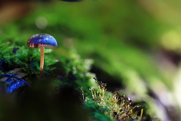 pequeno cogumelo venenoso fly agaric