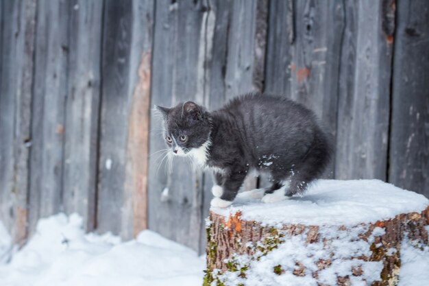 Pequeño color ahumado de gatito sin hogar se sienta en un registro